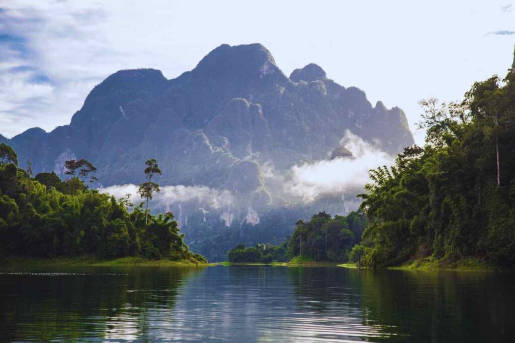 La foresta più antica della terra